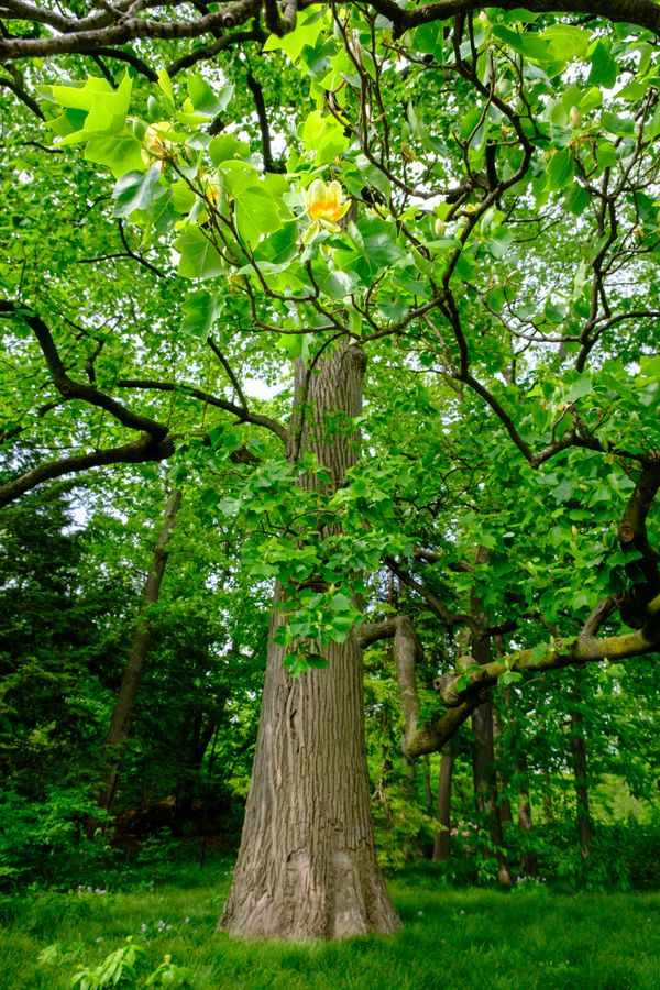 Tulip Tree
