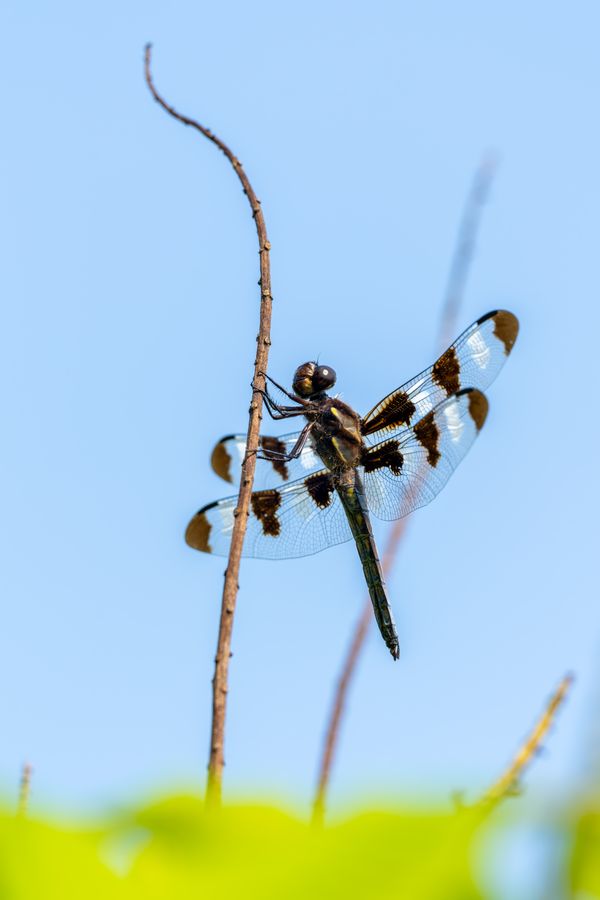 Twelve-spotted Skimmer, male
