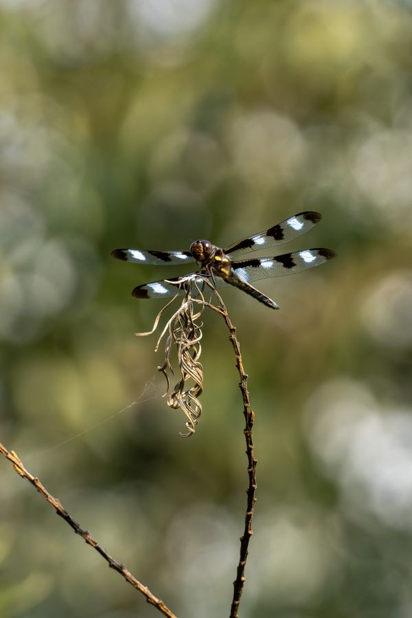 Twelve-spotted Skimmer