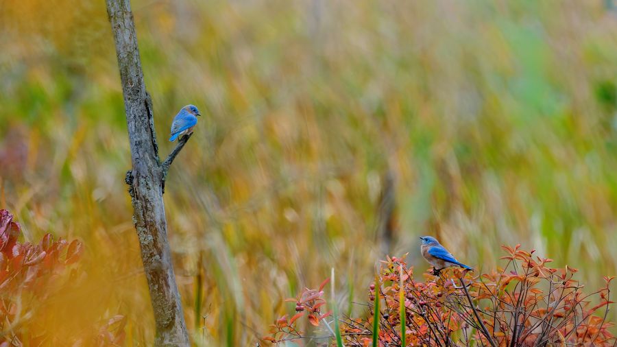 Two Eastern Bluebirds