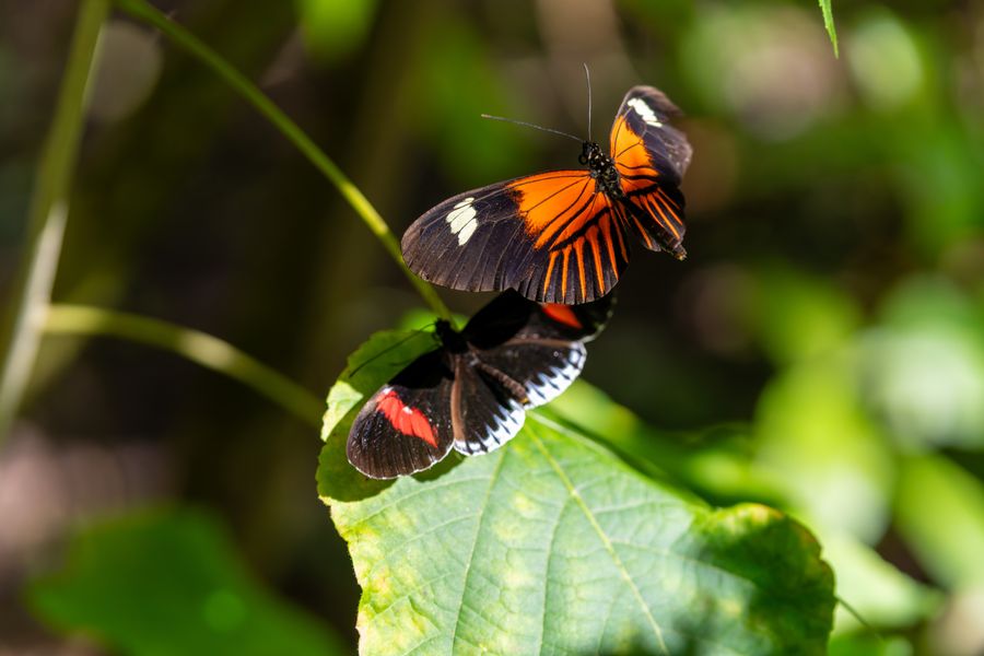 Two longwings, sharing a leaf