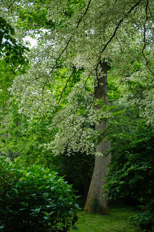 Variegated tree, Goodnestone