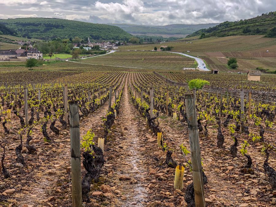 Vines above Monthelie