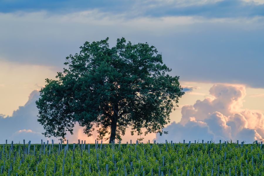 Vineyard oak at dusk