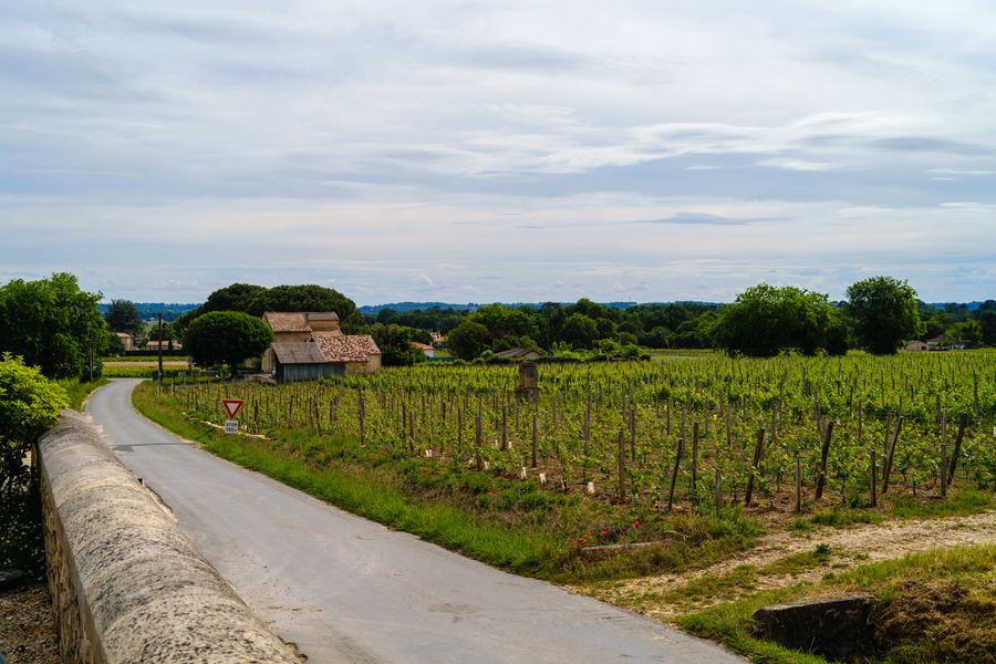 Vineyard road