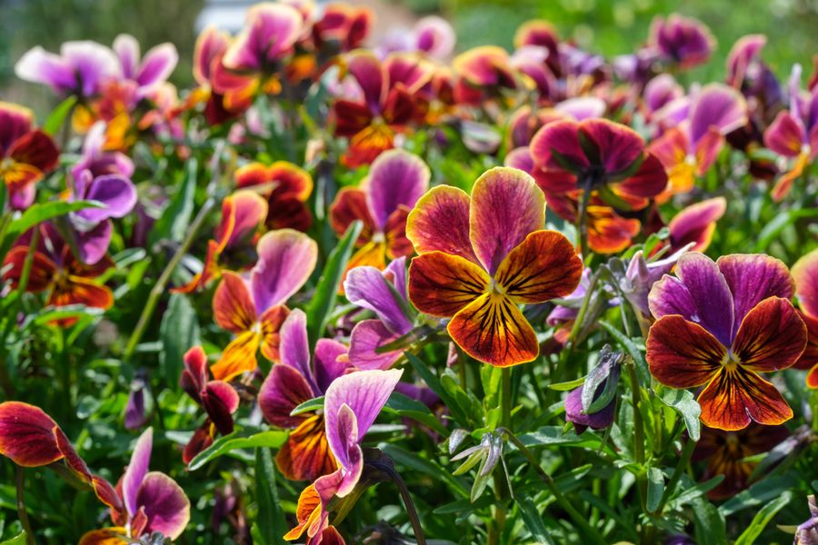 Violas