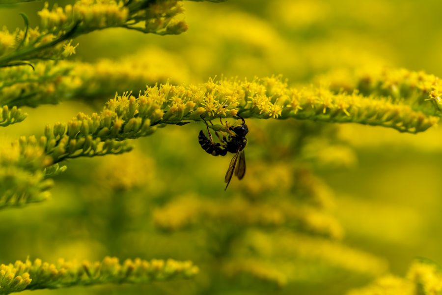 Wasp on goldenrod