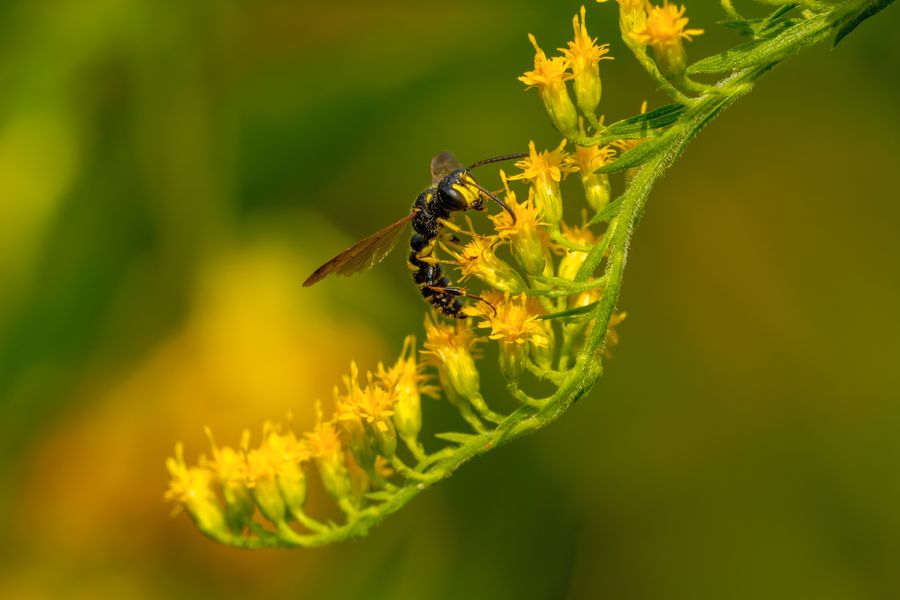 Wasp on goldenrod