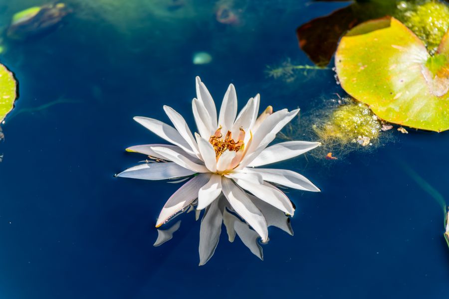 Water lily