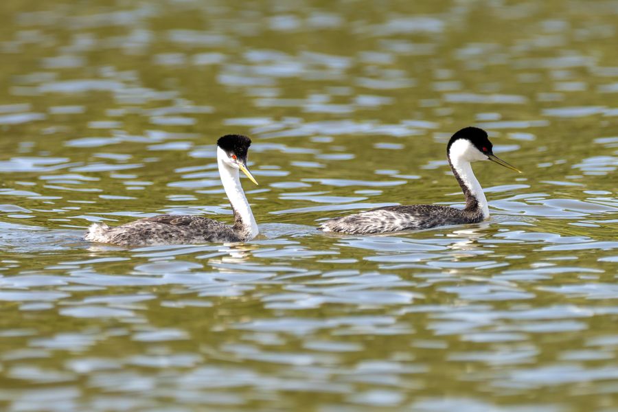 Western and Clark's Grebes together