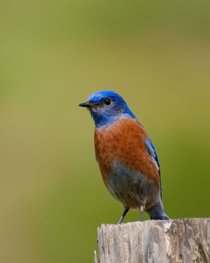 Western Bluebird on a fence post