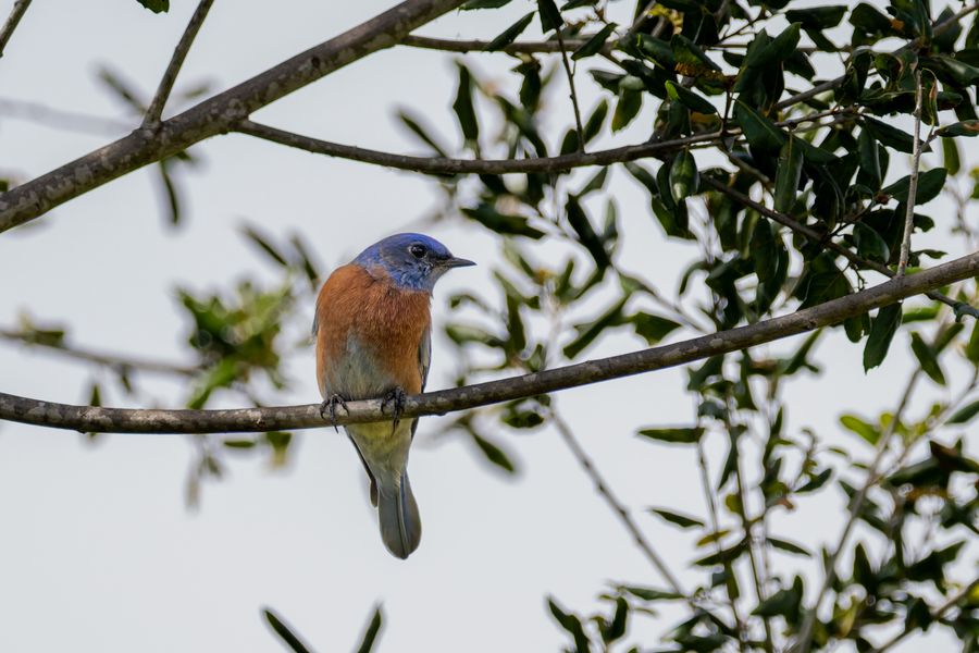 Western Bluebird