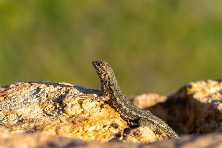 Western Fence Lizard