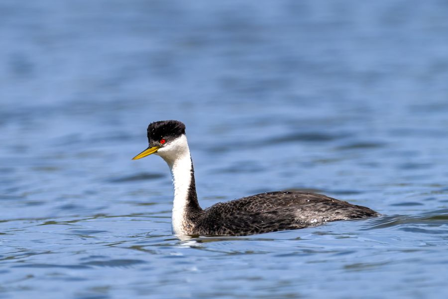 Western Grebe