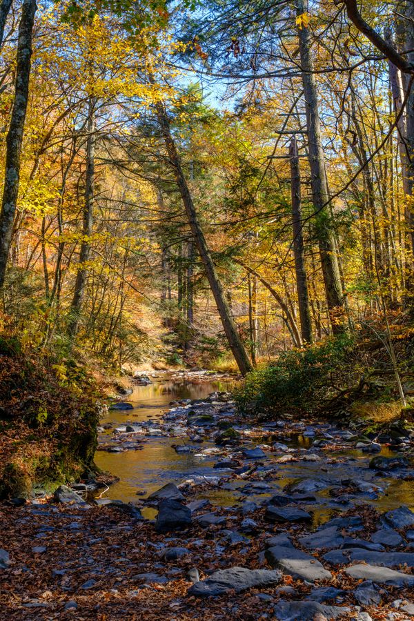 Where the creek opens out