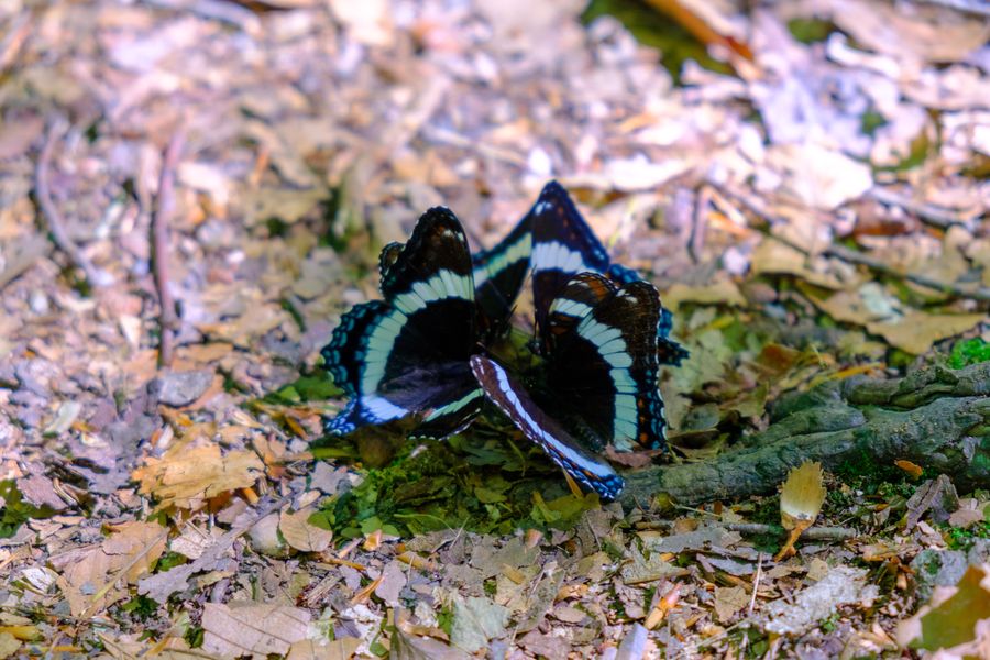 White Admirals puddling