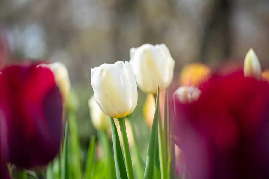 White among red tulips