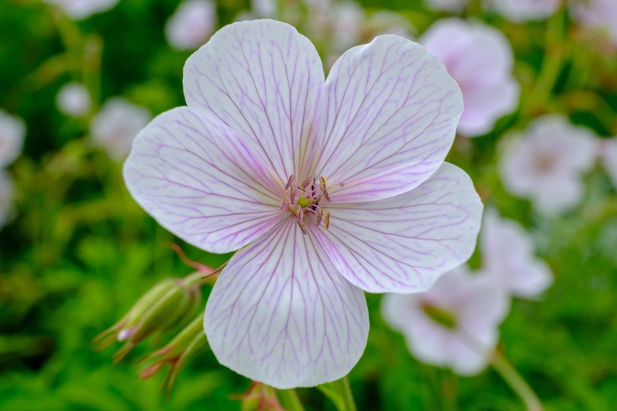 White cranesbill