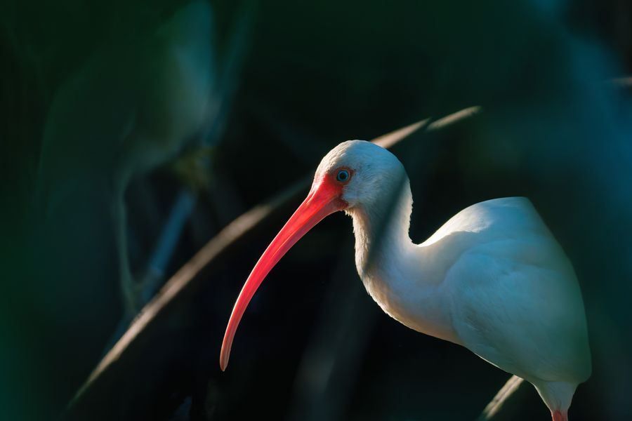 White Ibis, close portrait
