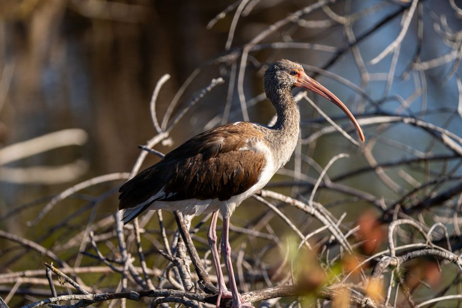 White Ibis, immature