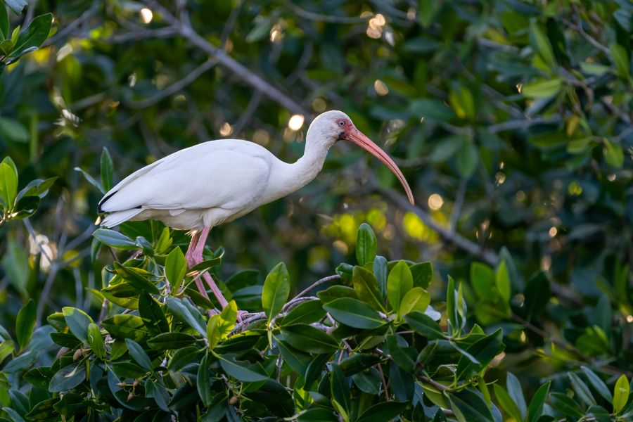 White Ibis