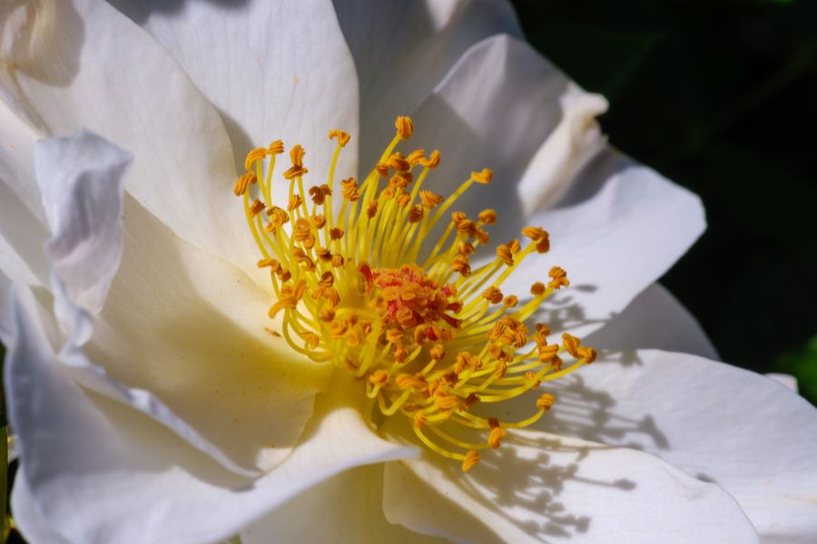 White peony, one ring of petals