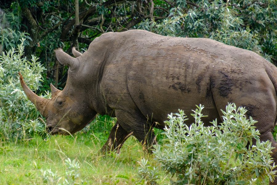 White Rhinoceros