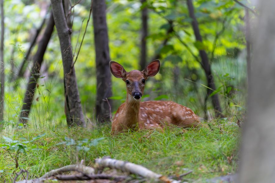 White-tailed deer fawn, bedded down