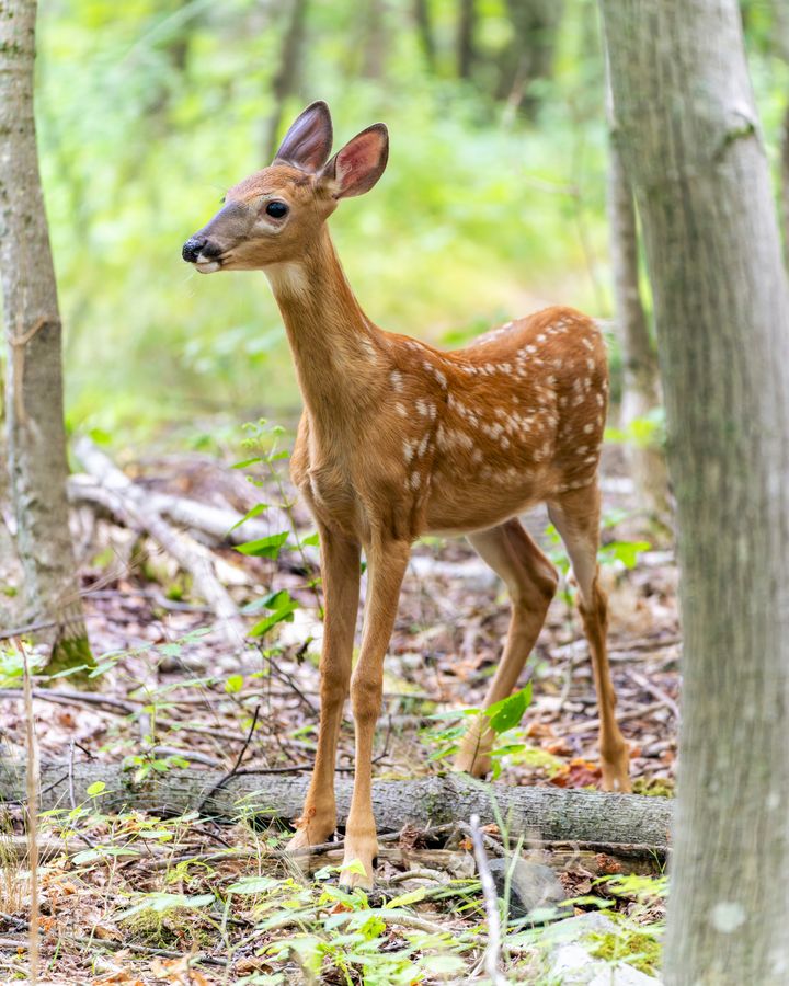 White-tailed deer fawn, standing