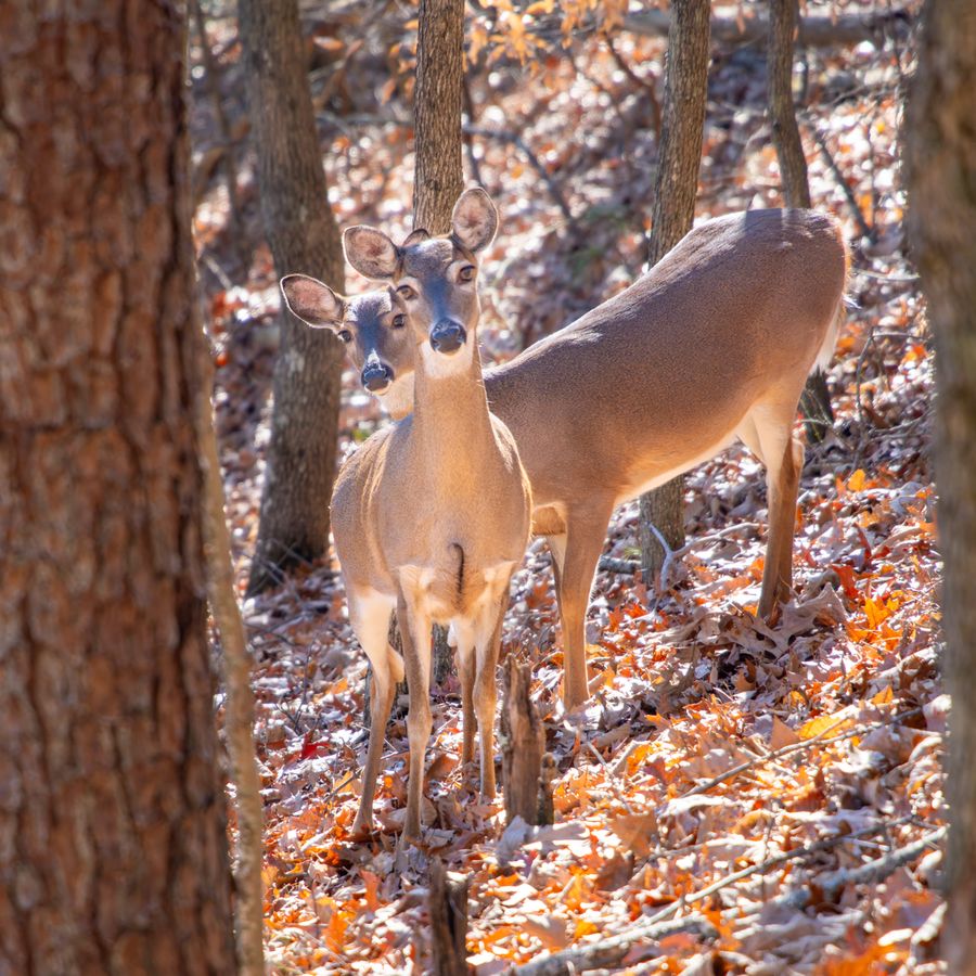 White-tailed does