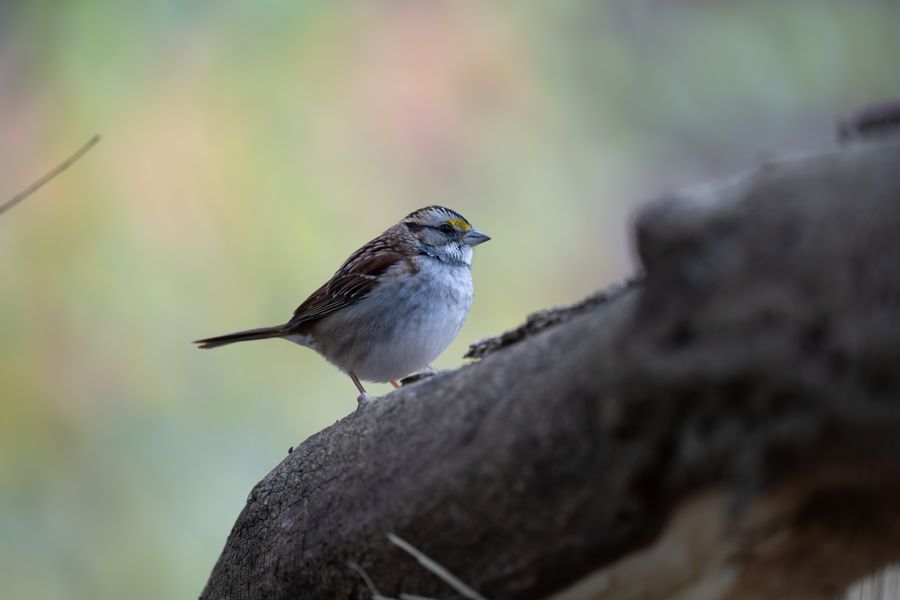 White-throated Sparrow