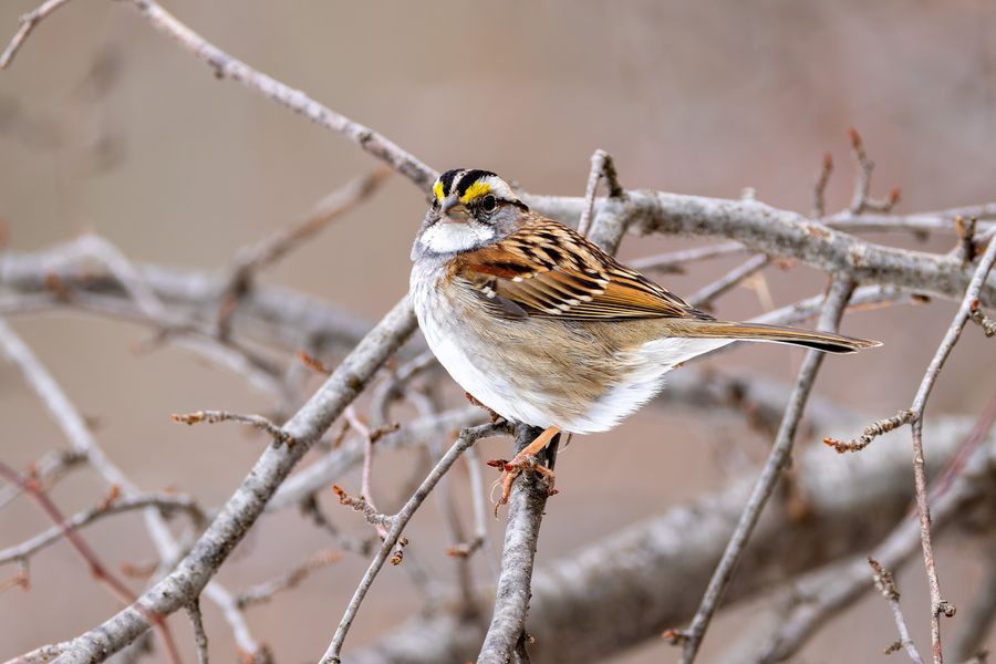 White-throated Sparrow, tan-striped