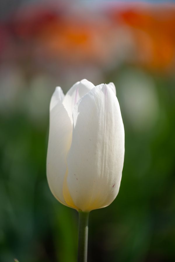 White tulip, backlit