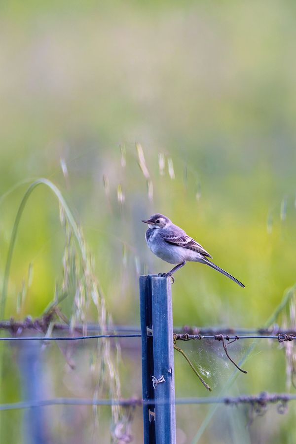 White Wagtail, on a vineyard post