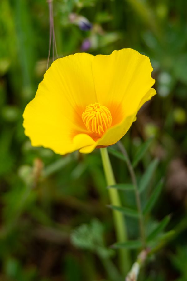 Wild California poppy