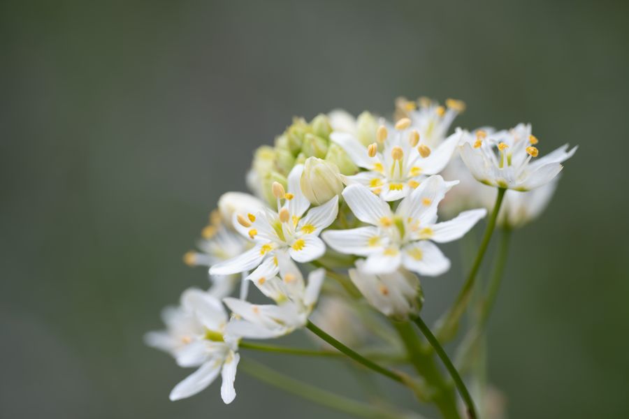 Wild onion