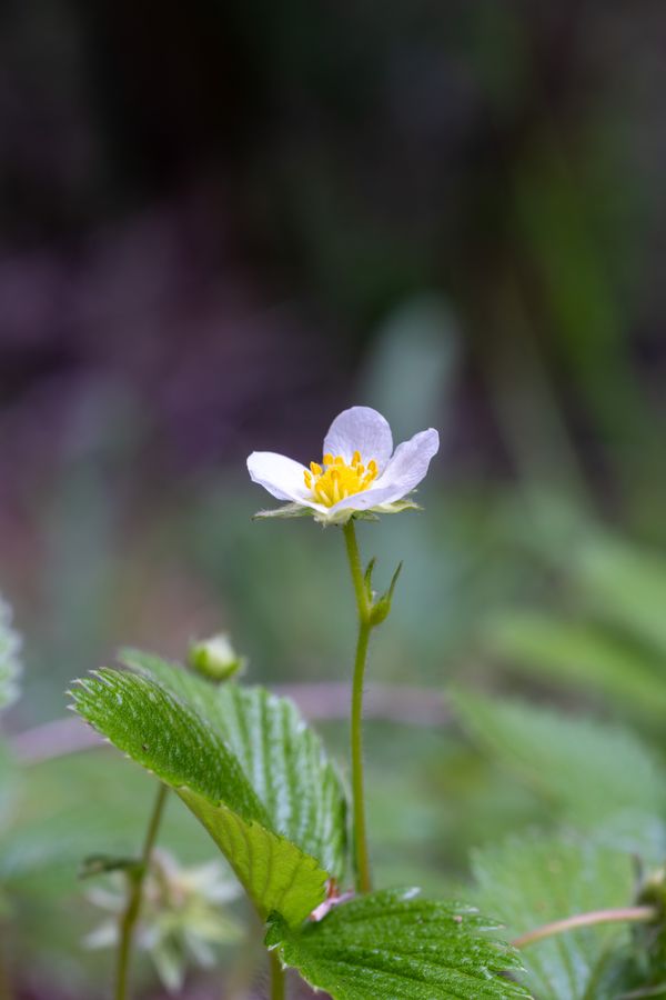 Wild strawberry flower