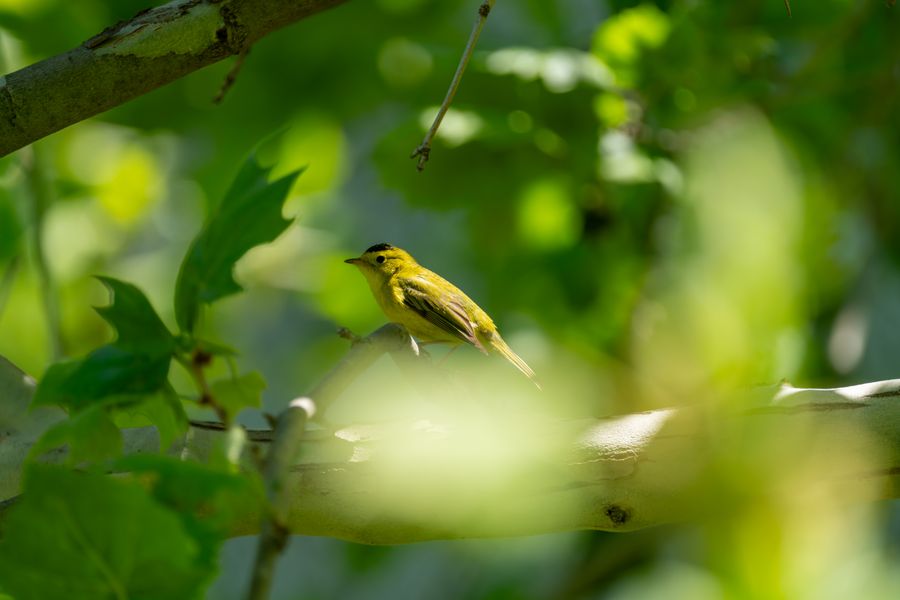Wilson's Warbler, male