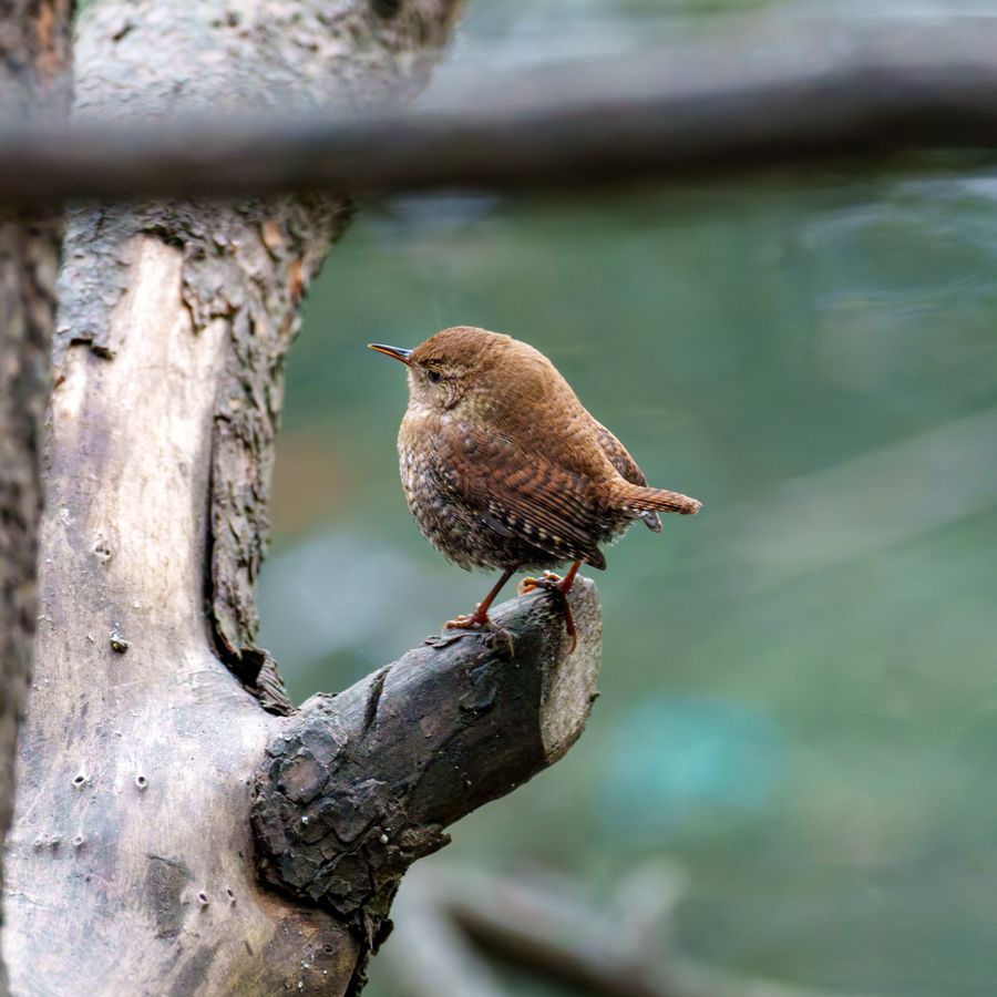 Winter Wren