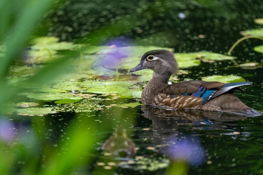 Wood Duck, female