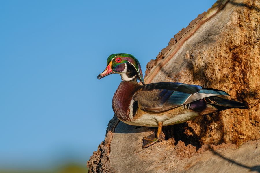 Wood Duck, male, on a broken trunk