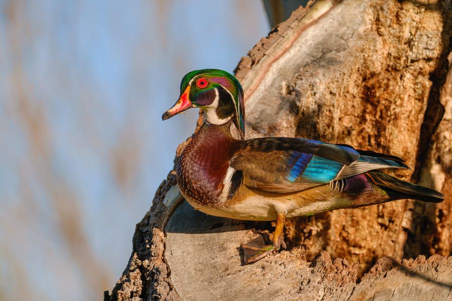 Wood Duck, male