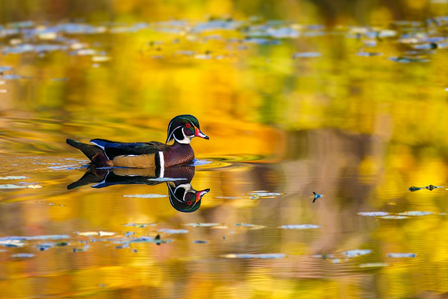 Wood Duck