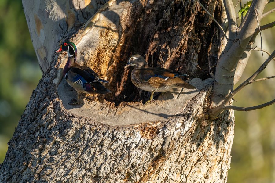 Wood Ducks at a nest cavity