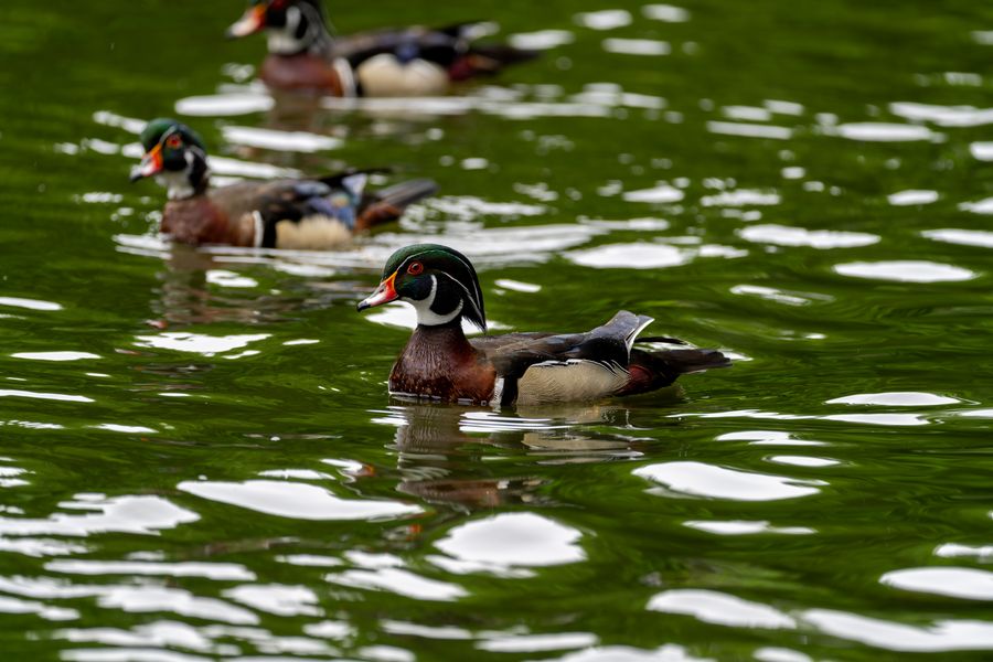 Wood Ducks, males