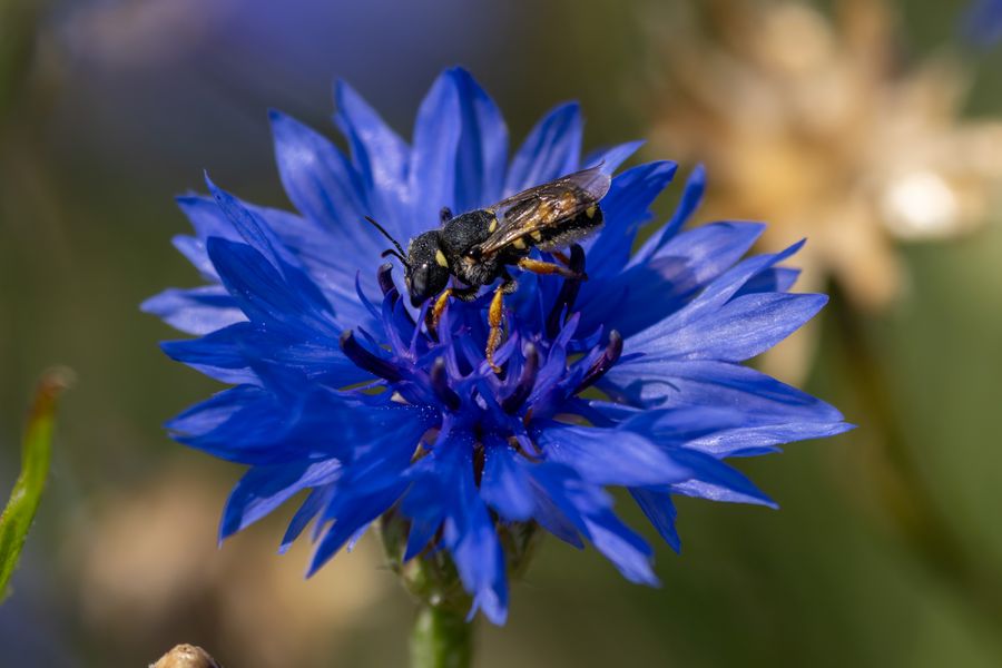 Wool Carder Bee on cornflower