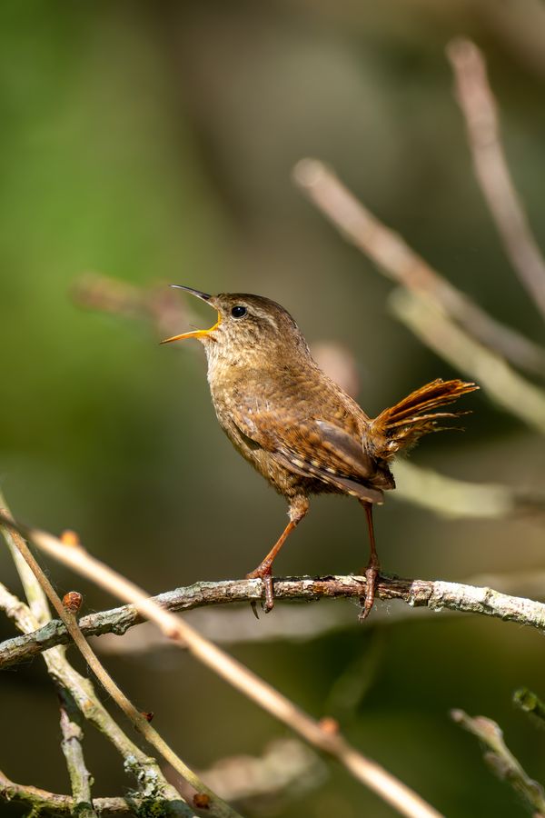 Wren in full song