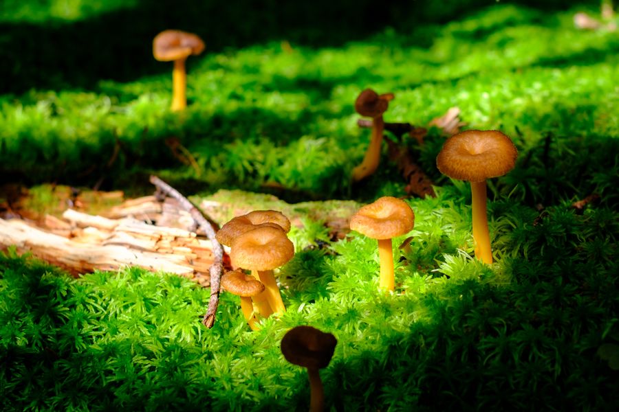 Xeromphalina on a log