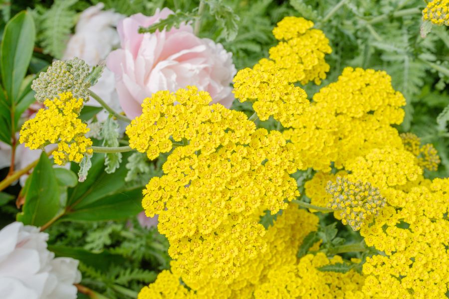 Yarrow among the peonies