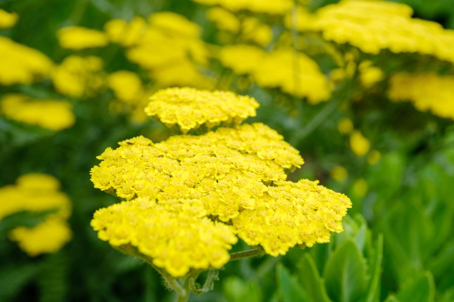 Yarrow